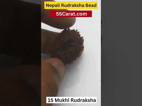 Natural 15 Mukhi Nepali Rudraksha 16 to 20 MM Beads at Wholesale Rates (Rs 30000/Piece)