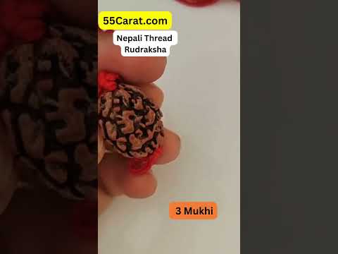 Natural 3 Mukhi Rishikesh Rudraksha Thread at Wholesale Rates (Rs 45/Piece)