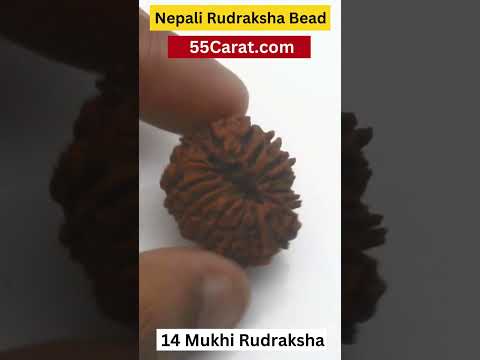 Natural 14 Mukhi Nepali Rudraksha 16 to 20 MM Beads at Wholesale Rates (Rs 22000/Piece)