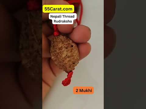 Natural 2 Mukhi Nepali Rudraksha Thread Pandent at Wholesale Rates (Rs 45/Piece)