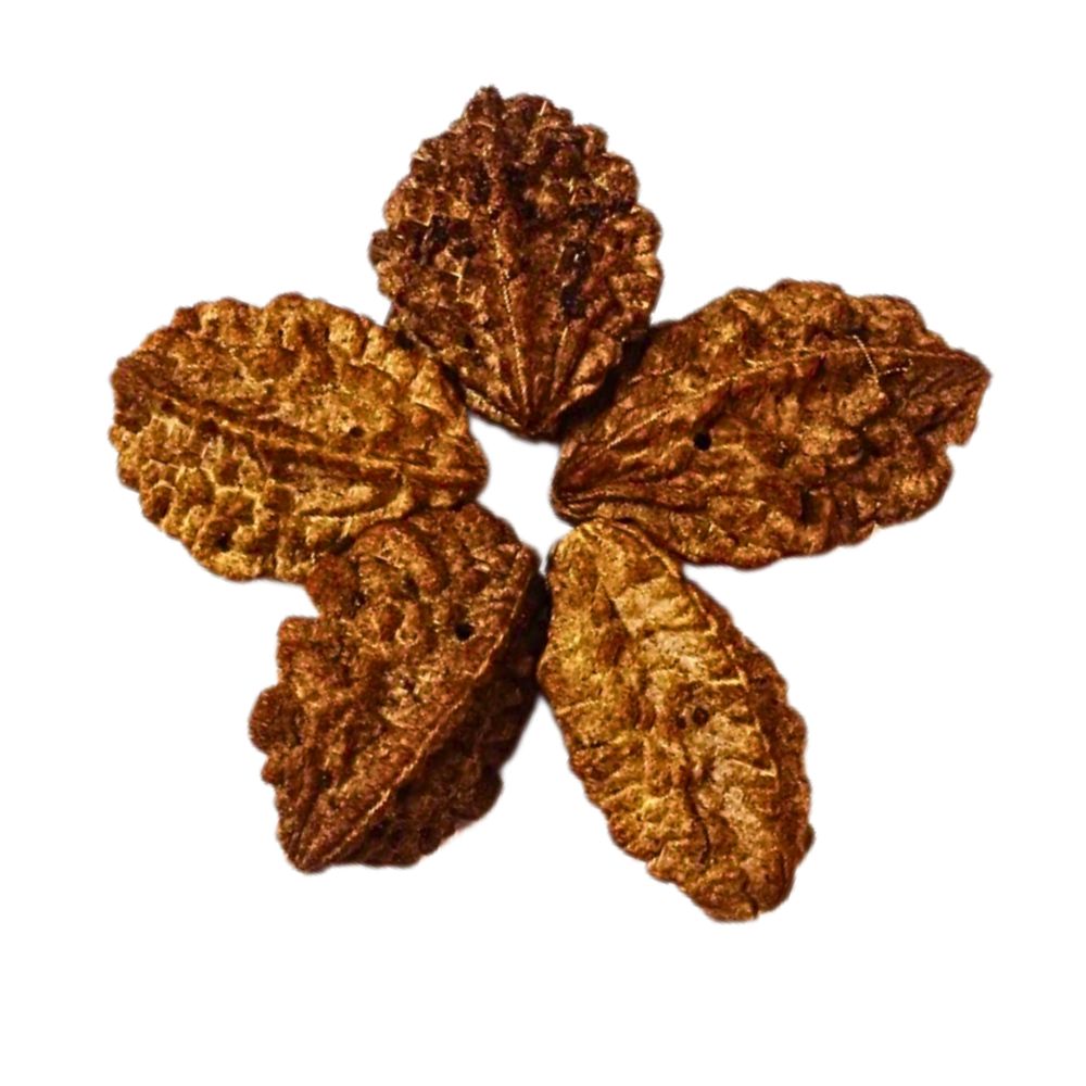 Natural 2 Mukhi Nepali Rudraksha 30 MM Beads at Wholesale Rates (Rs 30/Piece)