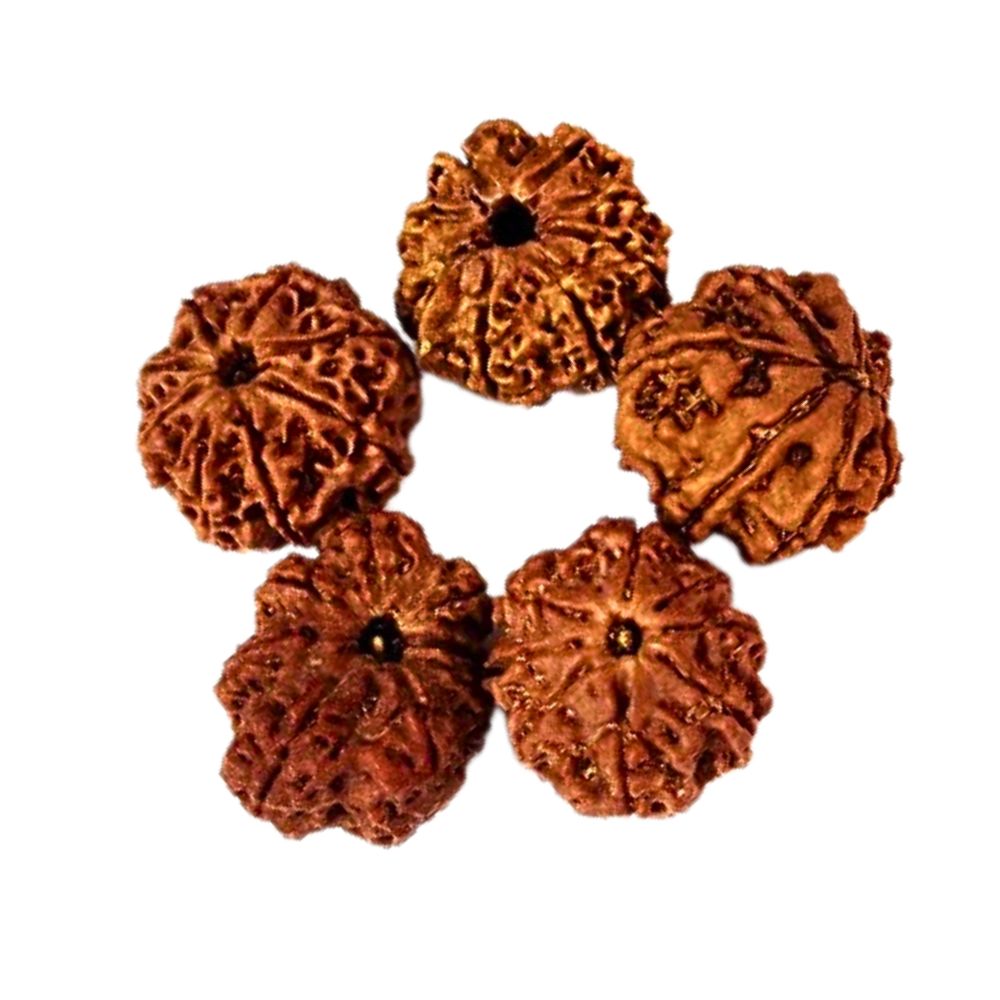 Natural 8 Mukhi Indonesia Rudraksha 12 to 18 MM Beads at Wholesale Rates (Rs 150/Piece)