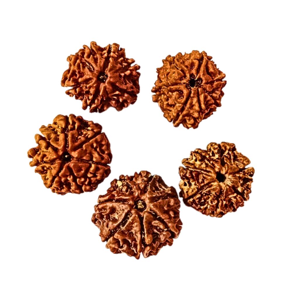 Natural 7 Mukhi Nepali Rudraksha 16 to 20 MM BeadsBeads at Wholesale Rates (Rs 90/Piece)