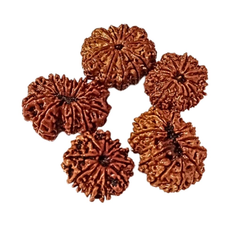 Natural 11 Mukhi Nepali Rudraksha 16 to 20 MM Beads at Wholesale Rates (Rs 1950/Piece)