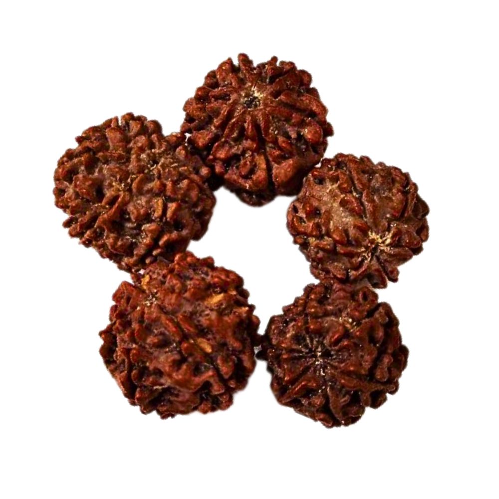 Natural 6 Mukhi Nepali Rudraksha 16 to 20 MM BeadsBeads at Wholesale Rates (Rs 30/Piece)