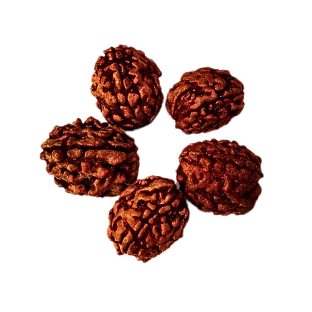 Natural 3 Mukhi Rishikesh Rudraksha 23 MM Beads at Wholesale Rates (Rs 30/Piece)