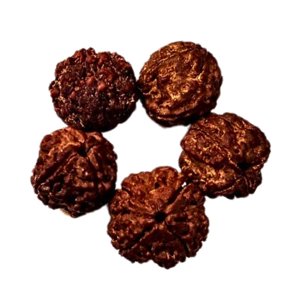 Natural 4 Mukhi Nepali Rudraksha 16 to 20 MM BeadsBeads at Wholesale Rates (Rs 30/Piece)