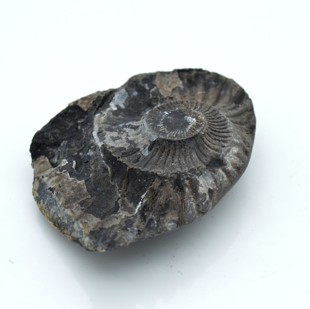 Shelligram Sea Shell Genuine Keshav Shaligram Vishnu Shila salagrama For Worship Small Size ...