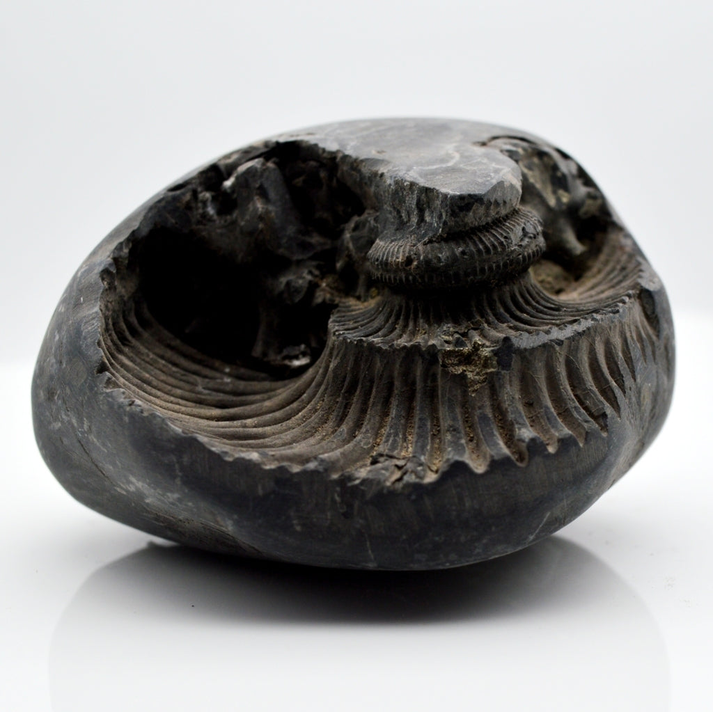 Shelligram Sea Shell Genuine Keshav Shaligram Vishnu Shila salagrama For Worship Antique Co ...