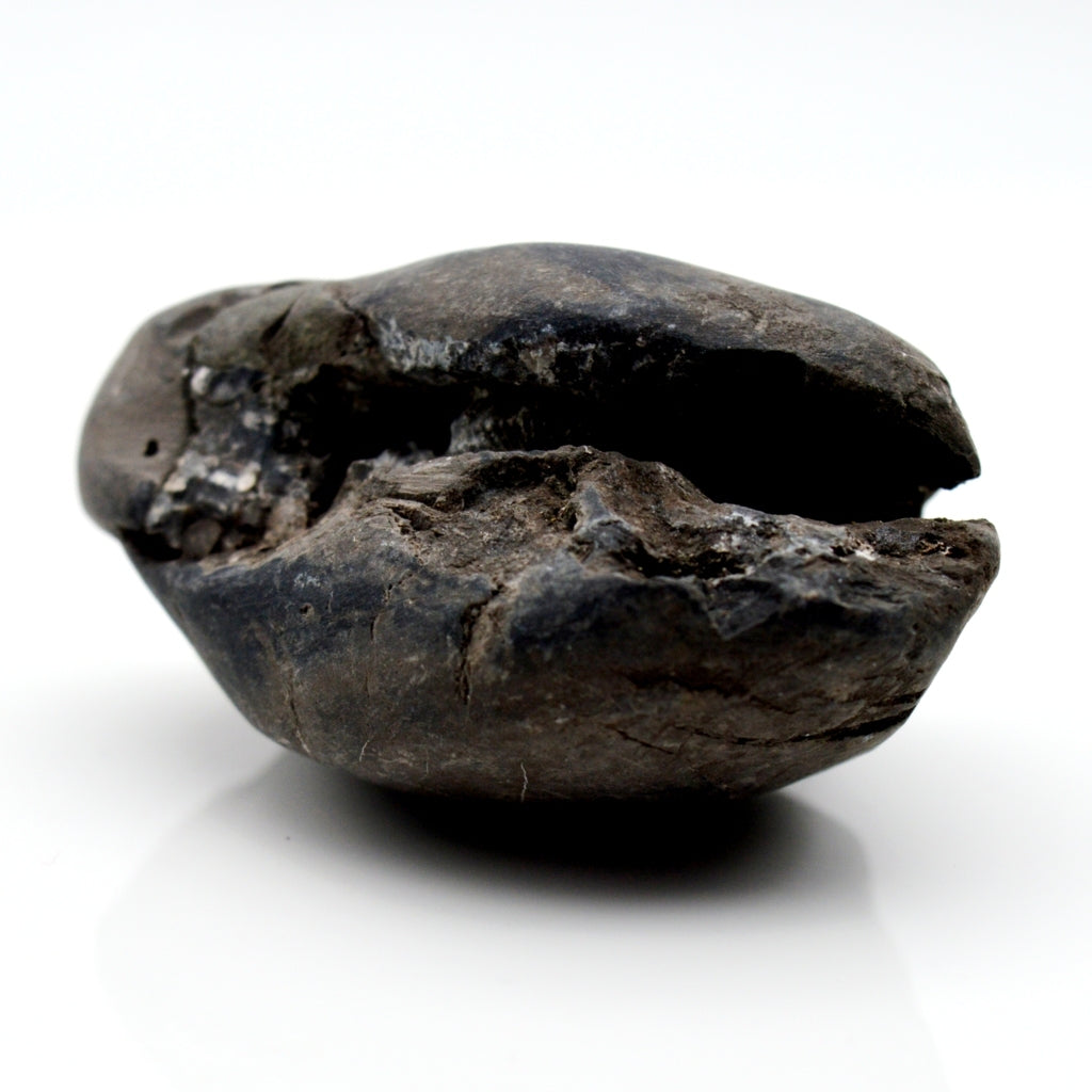 Natural Janardan Shaligram Fossil For Worship Small Size (Max: 5 CM)