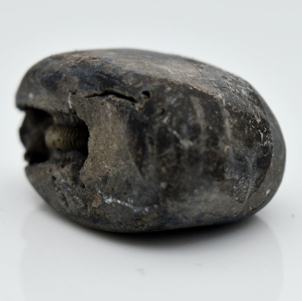 Original Madhav Shaligram Fossil For Worship Small Size (Max: 5 CM)