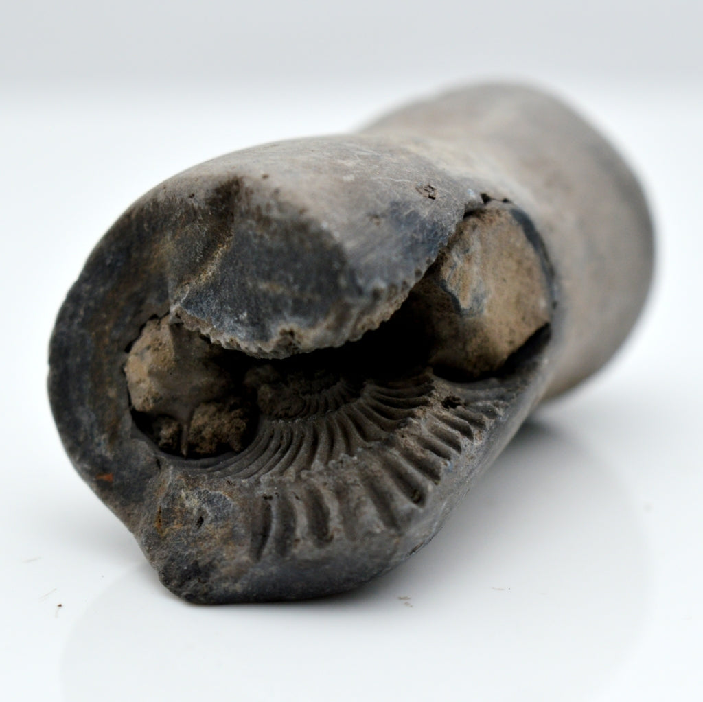 Genuine Madhusudan Shaligram Fossil For Worship Small Size (Max: 5 CM)