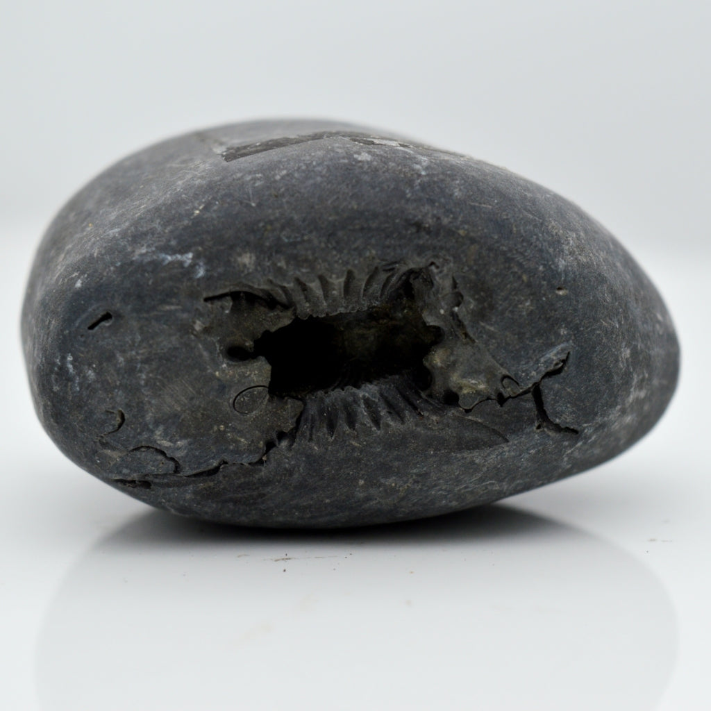Shelligram Sea Shell Original Maytsya Shaligram Fossil saligramam For Pooja Small Size (Max ...