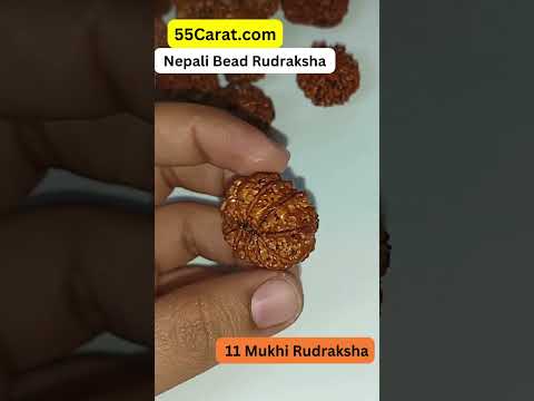 Natural 11 Mukhi Nepali Rudraksha 16 to 20 MM Beads at Wholesale Rates (Rs 1950/Piece)