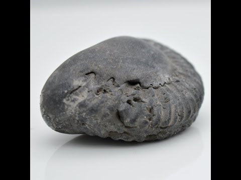 Original Harihar Shaligram Vishnu Shilla For Worship Small Size (Max: 5 CM)