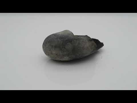 Gandaki River Govinda Shaligram Fossil For Worship Small Size (Max: 5 CM)