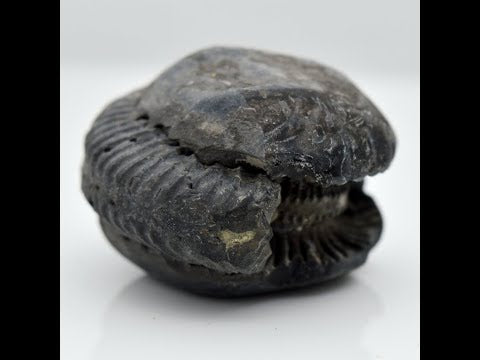 Natural Purushottam Shaligram Idol Lord Vishnu For Tulsi Puja Small Size (Max: 5 CM)