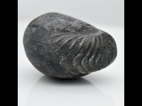 Original Jagadyoni Shaligram Idol Lord Vishnu For Tulsi Puja Small Size (Max: 5 CM)