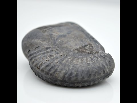 Nepal Gandaki Vaasudev Shaligram Shilla Stone For Pooja Small Size (Max: 5 CM)