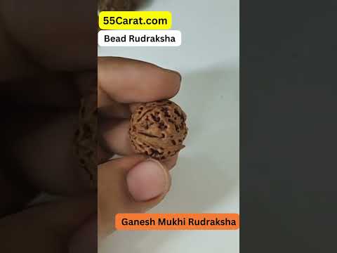 Natural Shree Ganesh Nepali Rudraksha 16 to 20 MM Beads at Wholesale Rates (Rs 100/Piece)