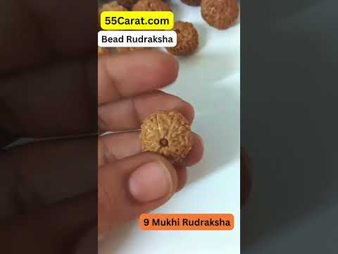 Natural 9 Mukhi Indonesia Rudraksha 12 to 18 MM Beads at Wholesale Rates (Rs 250/Piece)