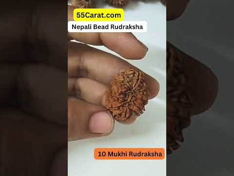 Natural 10 Mukhi Nepali Rudraksha 16 to 20 MM Beads at Wholesale Rates (Rs 1900/Piece)
