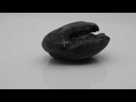 Natural Janardan Shaligram Fossil For Worship Small Size (Max: 5 CM)
