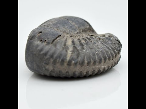 Nepal Gandaki Aditya Shaligram Bagwan Shilla For Tulsi Puja Small Size (Max: 5 CM)