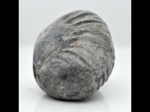 Original Harihar Shaligram Vishnu Shilla For Worship Small Size (Max: 5 CM)