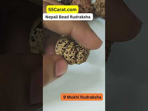 Natural 9 Mukhi Nepali Rudraksha 16 to 20 MM Beads at Wholesale Rates (Rs 1450/Piece)