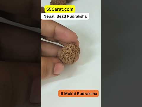 Natural 8 Mukhi Nepali Rudraksha 16 to 20 MM Beads at Wholesale Rates (Rs 1400/Piece)