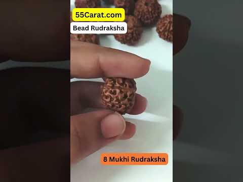 Natural 8 Mukhi Indonesia Rudraksha 12 to 18 MM Beads at Wholesale Rates (Rs 150/Piece)