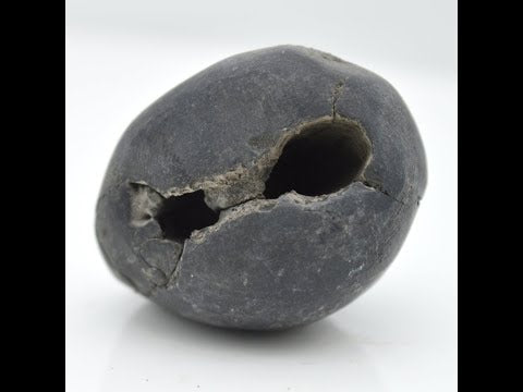 Genuine Upendra Shaligram Bagwan Shilla For Tulsi Puja Small Size (Max: 5 CM)