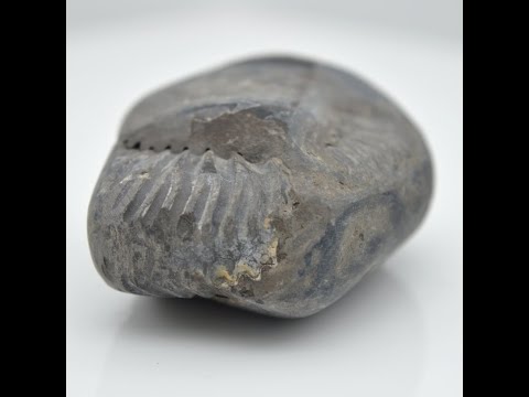 Gandaki River Shivanarayan Shaligram Idol Lord Vishnu For Tulsi Puja Small Size (Max: 5 CM)