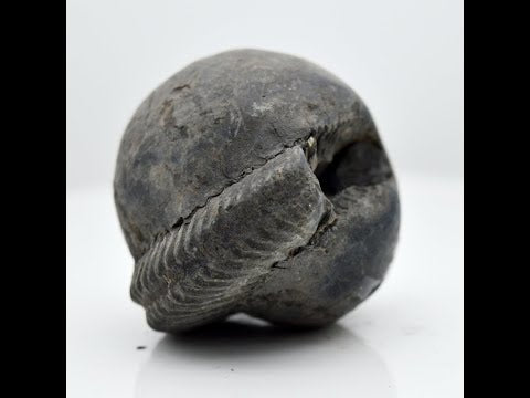 Nepal Gandaki Shivanarayan Shaligram Vishnu Idol sila For Tulsi Puja Small Size (Max: 5 CM)