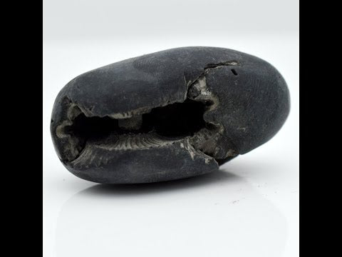 Original Vishnu Shaligram Vishnu Idol shaligram For Tulsi Puja Small Size (Max: 5 CM)