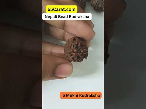 Natural 6 Mukhi Nepali Rudraksha 16 to 20 MM BeadsBeads at Wholesale Rates (Rs 30/Piece)