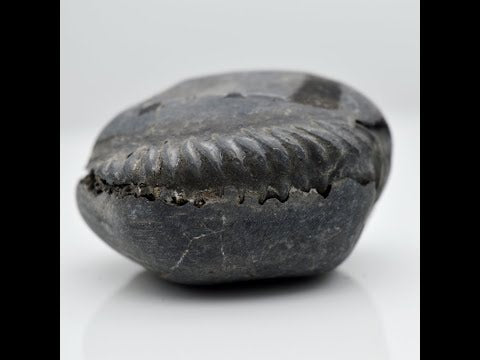Natural Aananta Shaligram Bagwan Shilla For Tulsi Puja Small Size (Max: 5 CM)