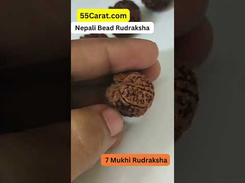 Natural 7 Mukhi Nepali Rudraksha 16 to 20 MM BeadsBeads at Wholesale Rates (Rs 90/Piece)