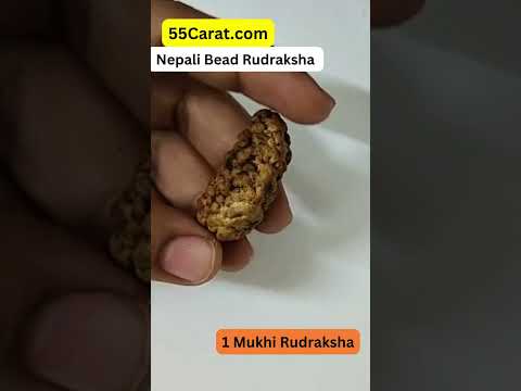 Natural 1 Mukhi Nepali Rudraksha 22 MM Beads at Wholesale Rates (Rs 750/Piece)