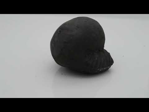 Original Keshav Shaligram Vishnu Idol For Pooja Small Size (Max: 5 CM)