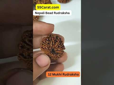 Natural 12 Mukhi Nepali Rudraksha 16 to 20 MM Beads at Wholesale Rates (Rs 2400/Piece)