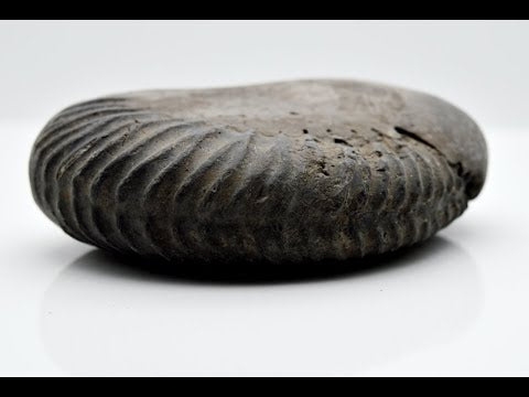 Gandaki River Laxmipati Shaligram Fossil saaligram For Pooja Medium Size (Max: 7 CM)