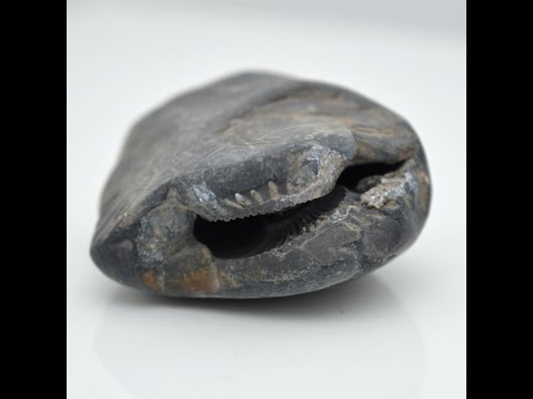 Genuine Narsingha Shaligram Vishnu Shilla For Worship Small Size (Max: 5 CM)