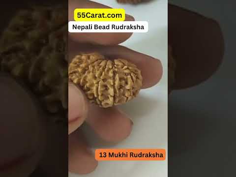 Natural 13 Mukhi Nepali Rudraksha 16 to 20 MM Beads at Wholesale Rates (Rs 4500/Piece)