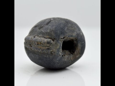 Natural Pradhyumna Shaligram Fossil salagrama For Pooja Small Size (Max: 5 CM)