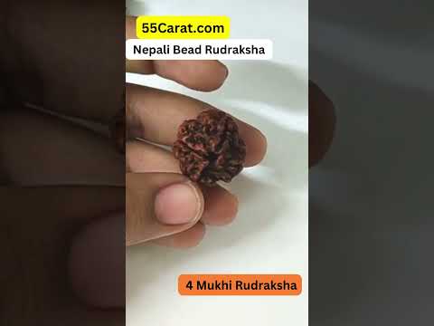 Natural 4 Mukhi Nepali Rudraksha 16 to 20 MM BeadsBeads at Wholesale Rates (Rs 30/Piece)