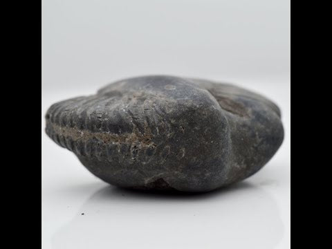 Gandaki River Shivanarayan Shaligram Idol Lord Vishnu For Tulsi Puja Small Size (Max: 5 CM)