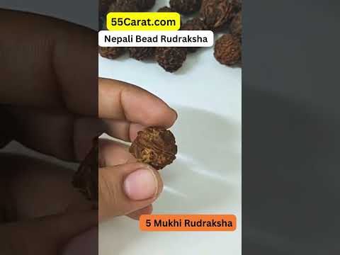 Natural 5 Mukhi Nepali Rudraksha 16 to 20 MM BeadsBeads at Wholesale Rates (Rs 30/Piece)