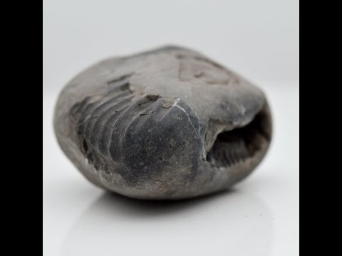 Natural Vishnu Shaligram Vishnu Shilla For Worship Small Size (Max: 5 CM)